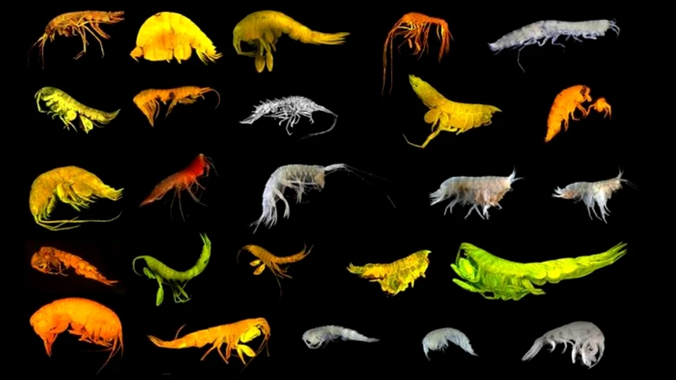 Zeci de specii necunoscute au fost descoperite într-o cercetare majoră în Oceanul Pacific