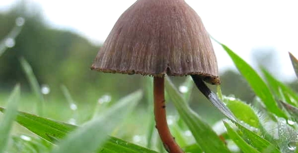 Ciupercile halucinogene pot oferi beneficii medicale şi spirituale, arată un nou studiu