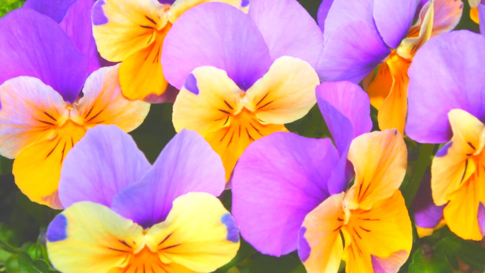 Florile „au învățat” să se polenizeze singure, iar asta reprezintă un risc