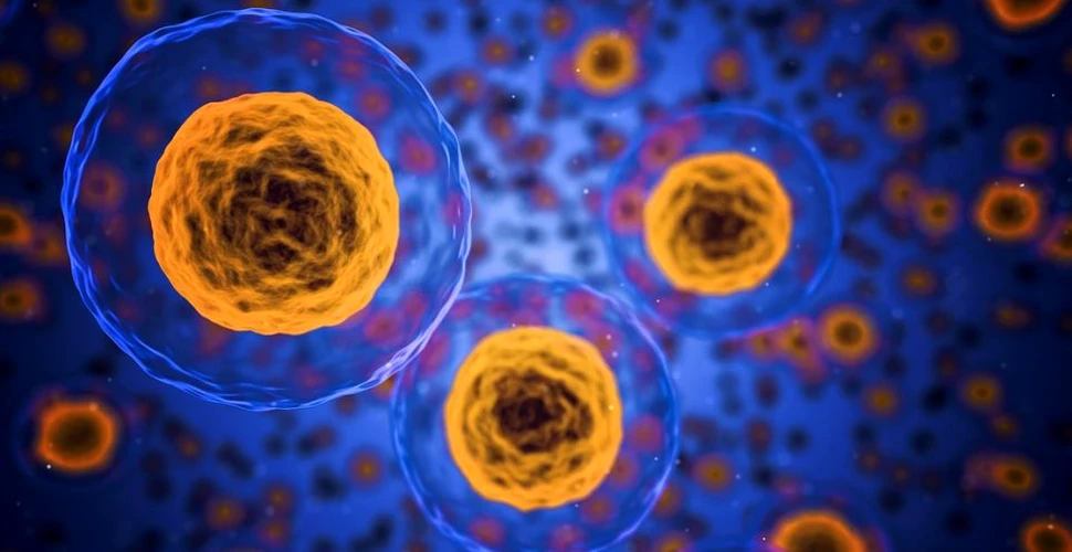 Cercetătorii suedezi au descoperit o nouă structură în celulele umane