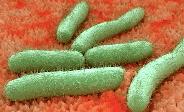 Bacteriile moarte absorb antibioticul pentru a permite celorlalte să supravieţuiască