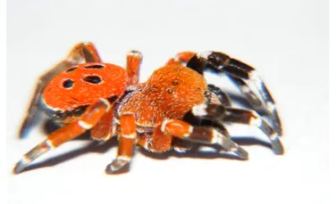 Un păianjen cu trăsături unice, nemaivăzute până acum, a fost găsit în Maroc