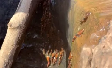 Fenomen extraordinar pe un râu din Brazilia: mii de pești „escaladează” o cascadă