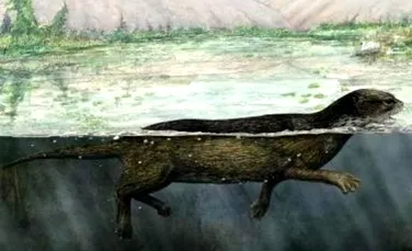 A fost descoperit scheletul fosil al unui stramos al focilor