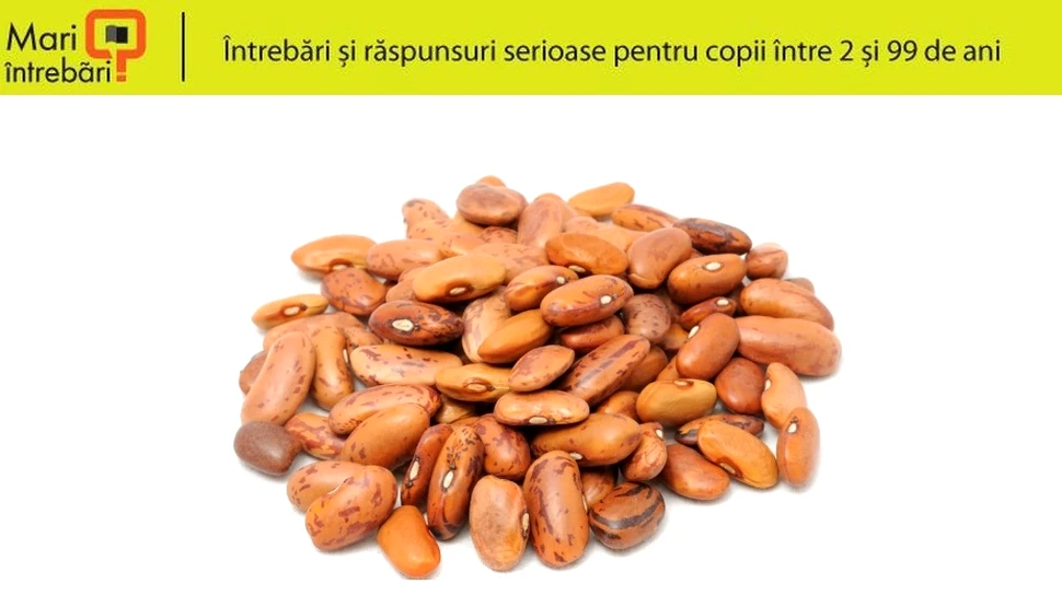 Cum sare fasolea mexicană?