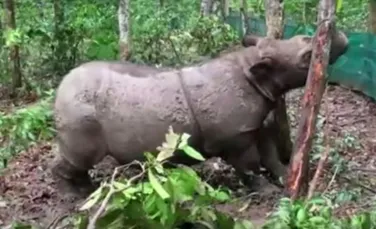 Ultimul rinocer de Sumatra mascul, din Malaezia, a murit. Specia este într-un mare pericol de dispariţie