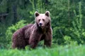 Președintele Poloniei a adoptat un urs din România