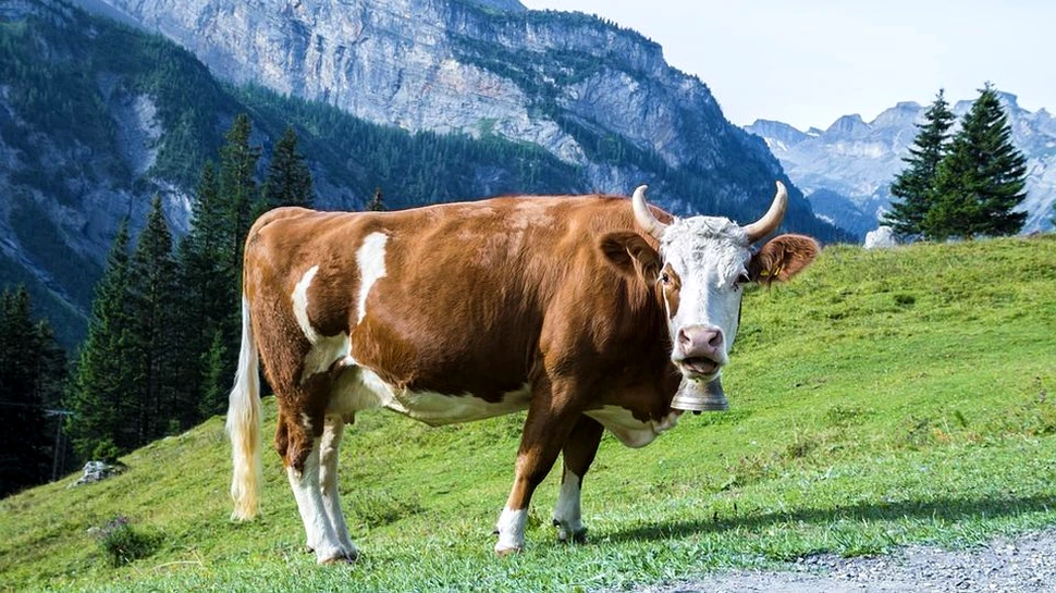 Descoperire ”fără precedent şi alarmantă” în stomacul unei vaci: peste 50 de kilograme de plastic