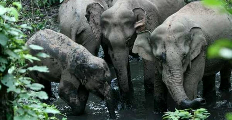 Elefantii amenintati se transforma in ucigasi