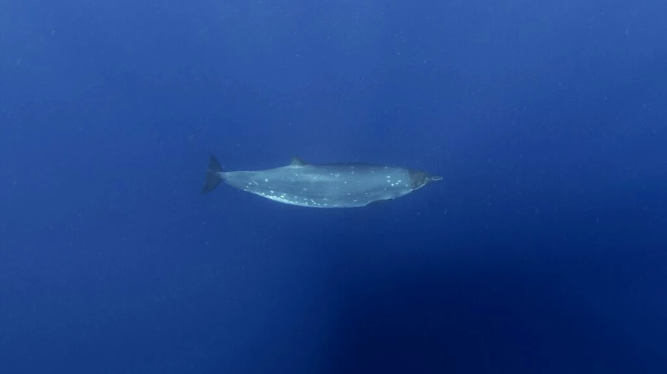 După mai bine de 150 de ani, o creatură misterioasă din adâncurile oceanelor îi pune pe gânduri pe cercetători