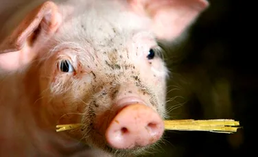 Cercetătorii au reactivat funcţiile cerebrale ale unui porc, la 4 ore de la sacrificarea lui