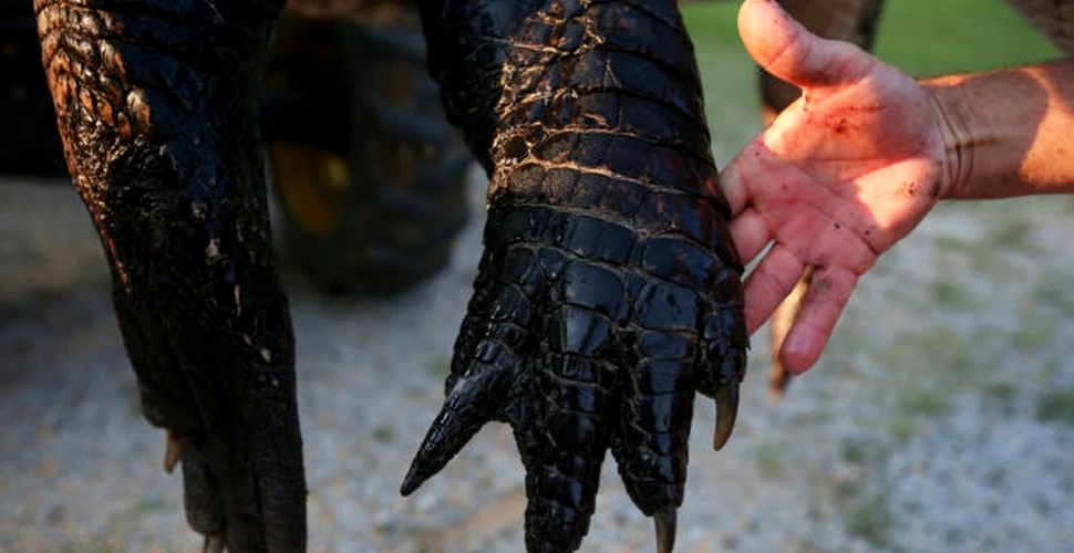 Cât de mare este aligatorul care a rupt cântarul vânătorilor în timp ce era măsurat? (Galerie FOTO)
