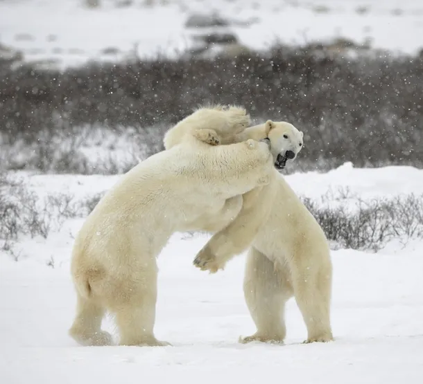 Doi urşi polari masculi în luptă