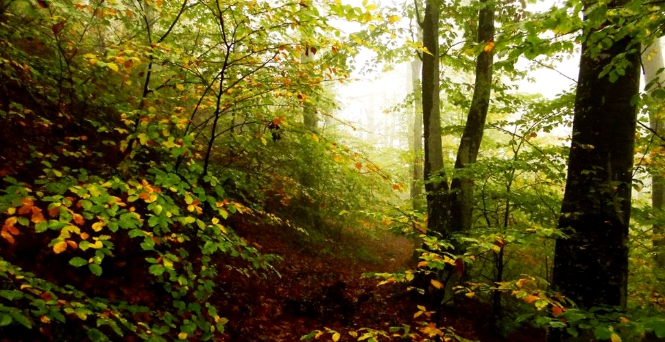 Aproape 4.000 de hectare de păduri virgine şi cvasivirgine noi, descoperite în România