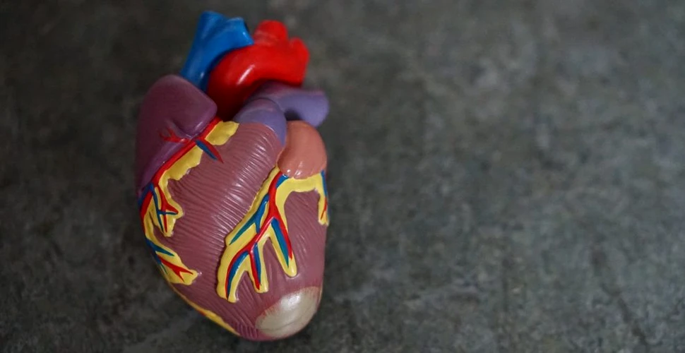 Aruncarea „gunoiului celular” ajută la recuperarea inimii după infarctul miocardic