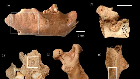 O colecție de oase dezvăluie dieta neanderthalienilor