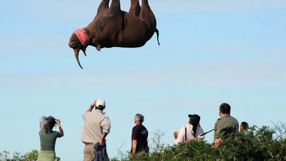 Un experiment cu 12 rinoceri atârnați cu capul în jos a câștigat premiul Ig Nobel. Lista completă a câștigătorilor din 2021