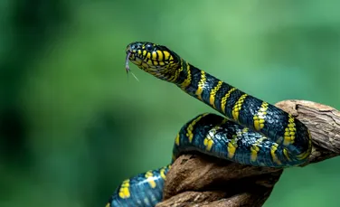 Cum pot șerpii să se ridice dacă nu au membre? Cercetătorii tocmai au aflat răspunsul!