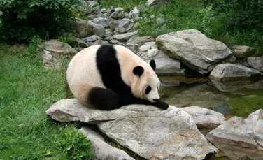 Vorbaret si “macho”: asa e un mascul adevarat… in lumea ursilor panda