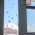 Virusul West Nile a făcut victime și în România. Cum ne putem feri?