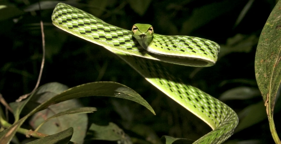 Aproximativ 20% din speciile de reptile sunt ameninţate cu dispariţia (GALERIE FOTO)