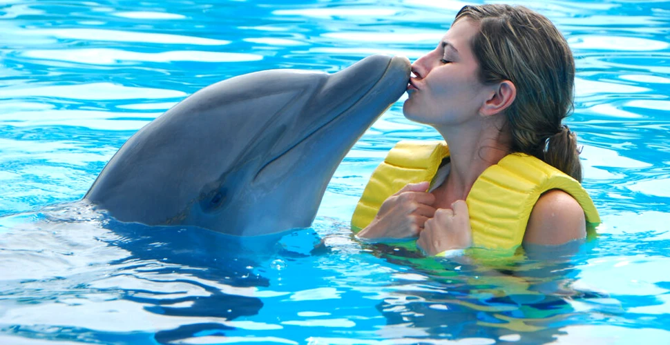 Delfinii formează structuri sociale și alianțe similare cu cele ale oamenilor