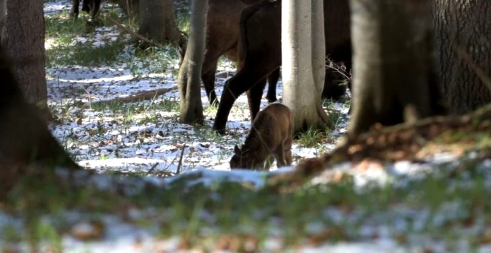 Primul pui de zimbru născut în libertate, în Munții Făgăraș, păzit „cu mare iscusință” de turma sa