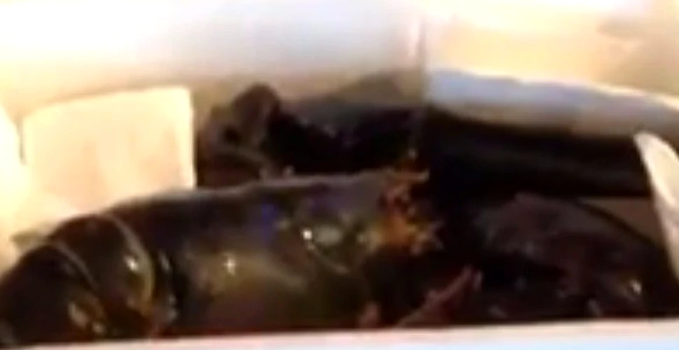 Cum a fost salvat un homar de 110 ani, chiar înainte de a ajunge în meniul zilei la un restaurant. VIDEO