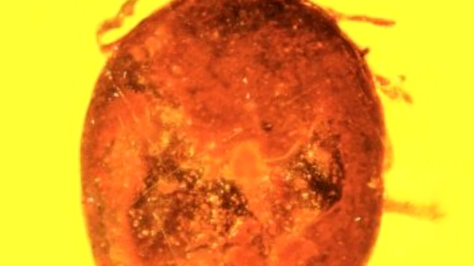 Cercetătorii au găsit un parazit mortal, vechi de 30 de milioane de ani, care afectează şi astăzi oamenii