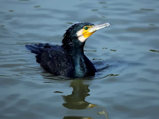 Exemplar de cormoran comun