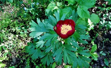 O floare rară și protejată a înflorit în România. Singurul loc în care poate fi găsită