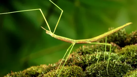 Insectele dispar din cauza agriculturii, arată o nouă cercetare