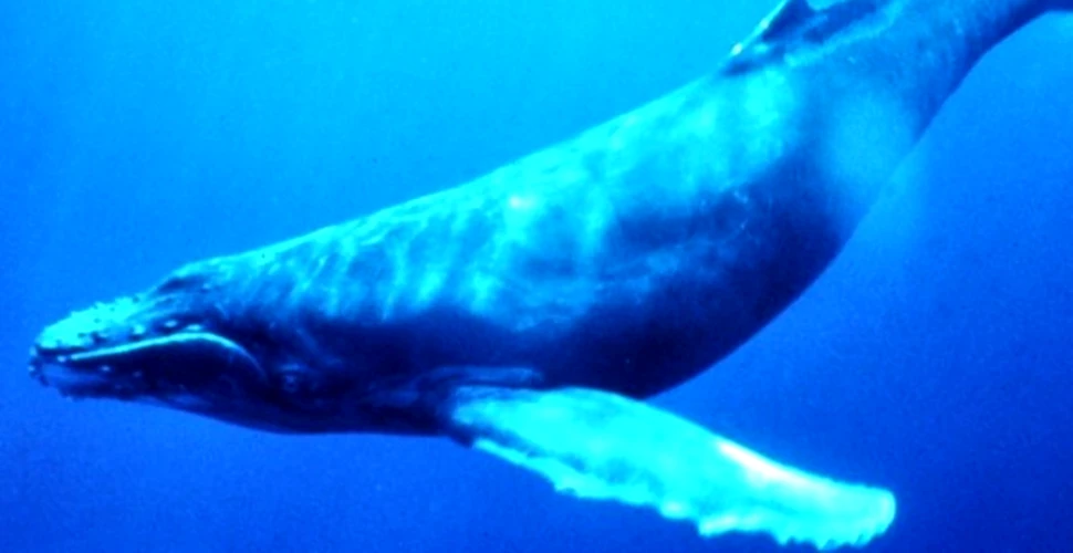 Cercetatorii descifreaza misteriosul limbaj al balenelor