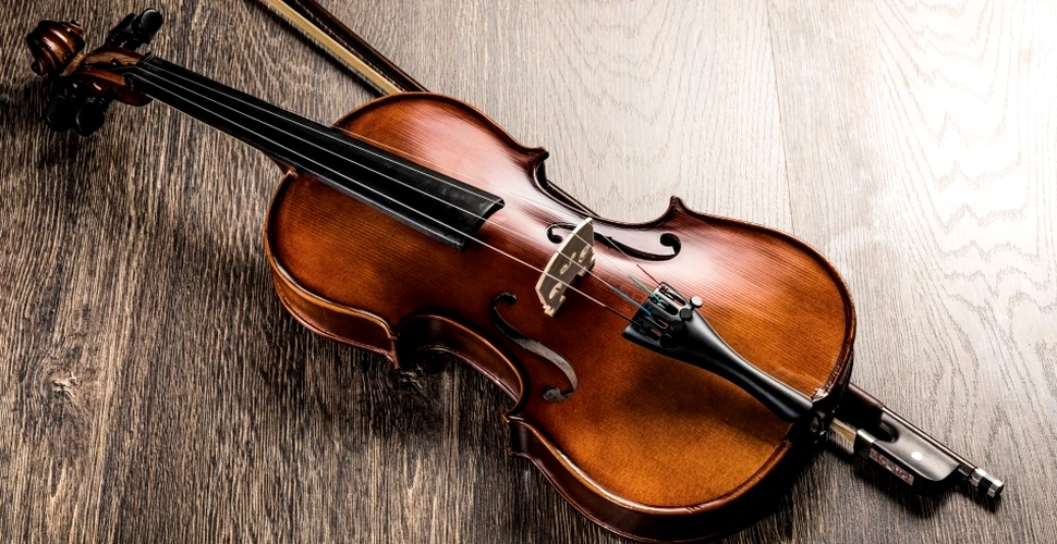 Viori Stradivarius din brazii doborâţi de furtuni