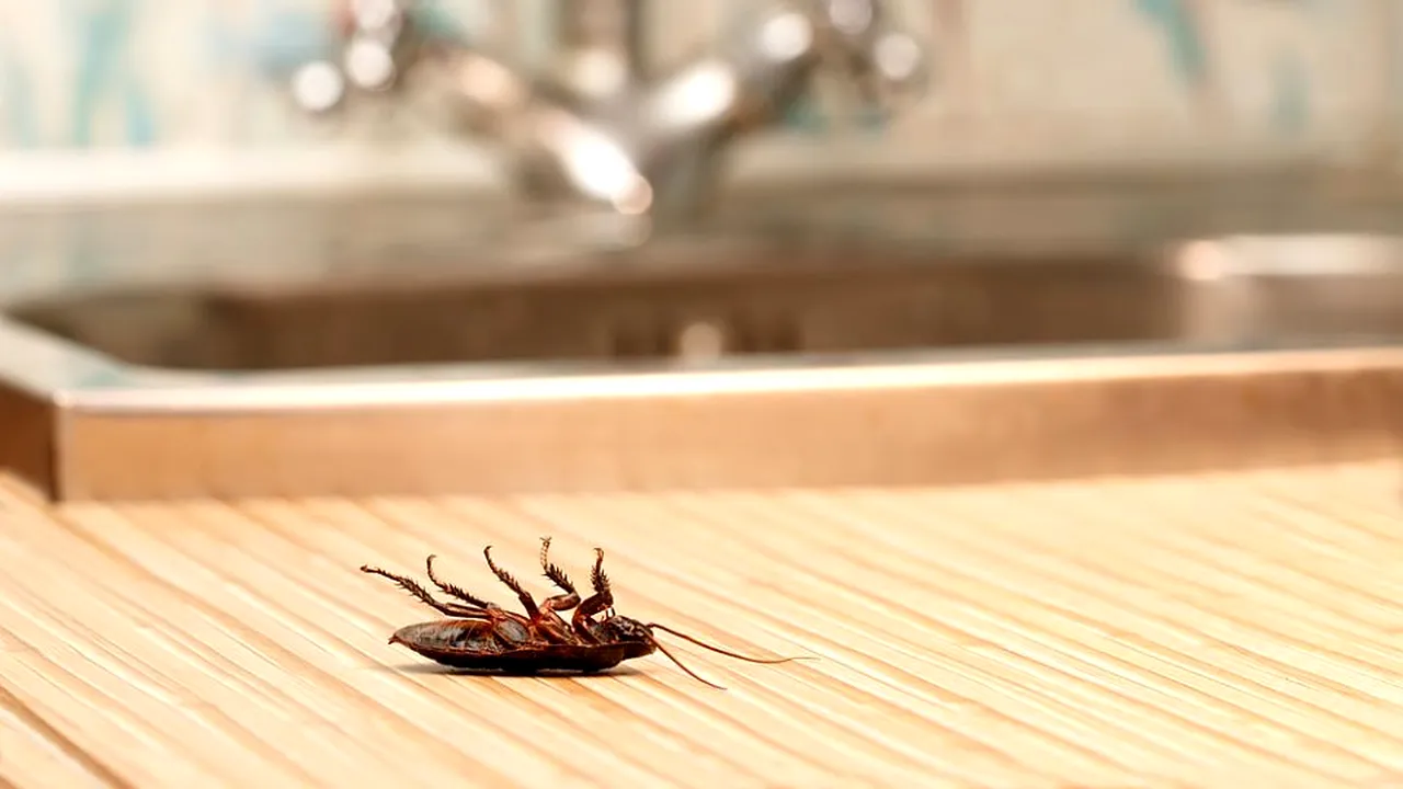 3-gandac-mort-24-dec-2019-shutterstock-392626687-descopera 