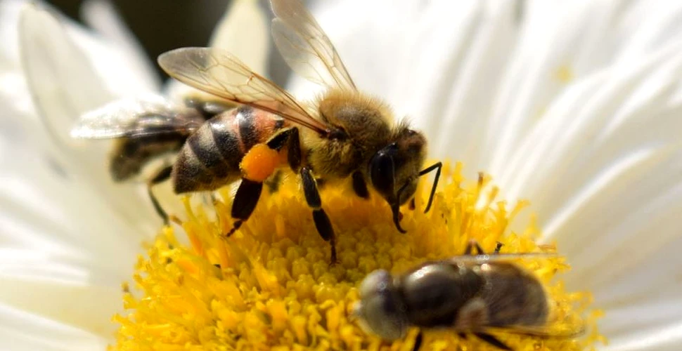 Comportamentul BIZAR al albinelor! Unele specii au început să folosească plasticul pentru stupi