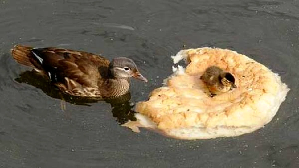 Este oficial! Ratelor le place apa