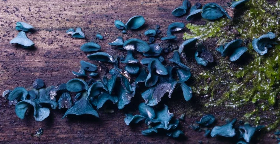 Materialele viitorului pot avea drept inspiraţie natura, dovadă un pigment din ciuperci care ar putea fi folosit ca semiconductor
