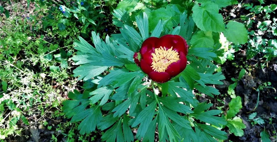O floare rară și protejată a înflorit în România. Singurul loc în care poate fi găsită