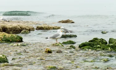 Sute de păsări moarte au fost găsite pe plajele din Franța