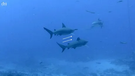 Cercetătorii au descoperit ceva neașteptat despre rechinii-taur