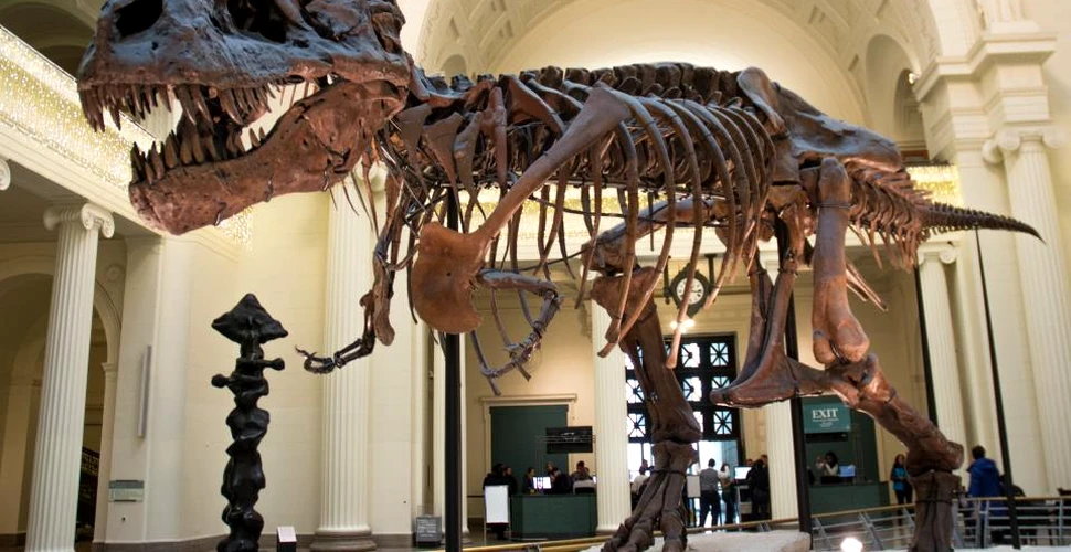 Un os de ”dinozaur” aproape uitat are alte origini decât se credea