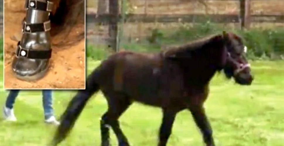 Un ponei aleargă cu ajutorul unei proteze (VIDEO)