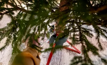 Ce pot face românii cu brazii de Crăciun?