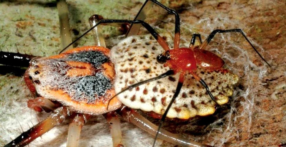Păianjenul care se castrează singur: ce rost are acest comportament ciudat?