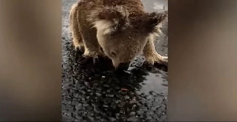 Imaginea unui koala care bea apă de ploaie de pe o şosea a devenit virală – VIDEO