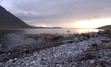 Imagini spectaculoase cu 3.000 de reni traversând un golf din Marea Norvegiei (VIDEO)