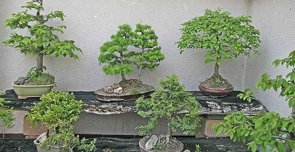 Afacerile cu bonsai distrug ecosistemele din Vietnam