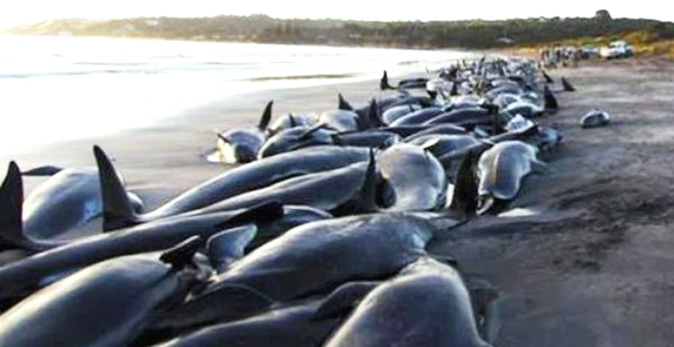 200 de cetacee au esuat pe o insula din apropierea Tasmaniei