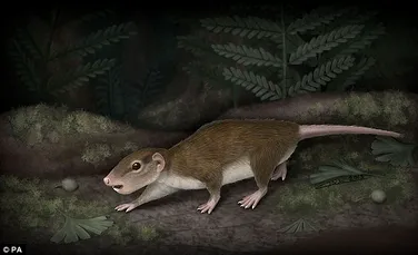 Strămoşul mamiferelor cu cel mai mare succes evolutiv a fost descoperit în China